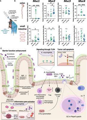 Akkermansia muciniphila - friend or foe in colorectal cancer?